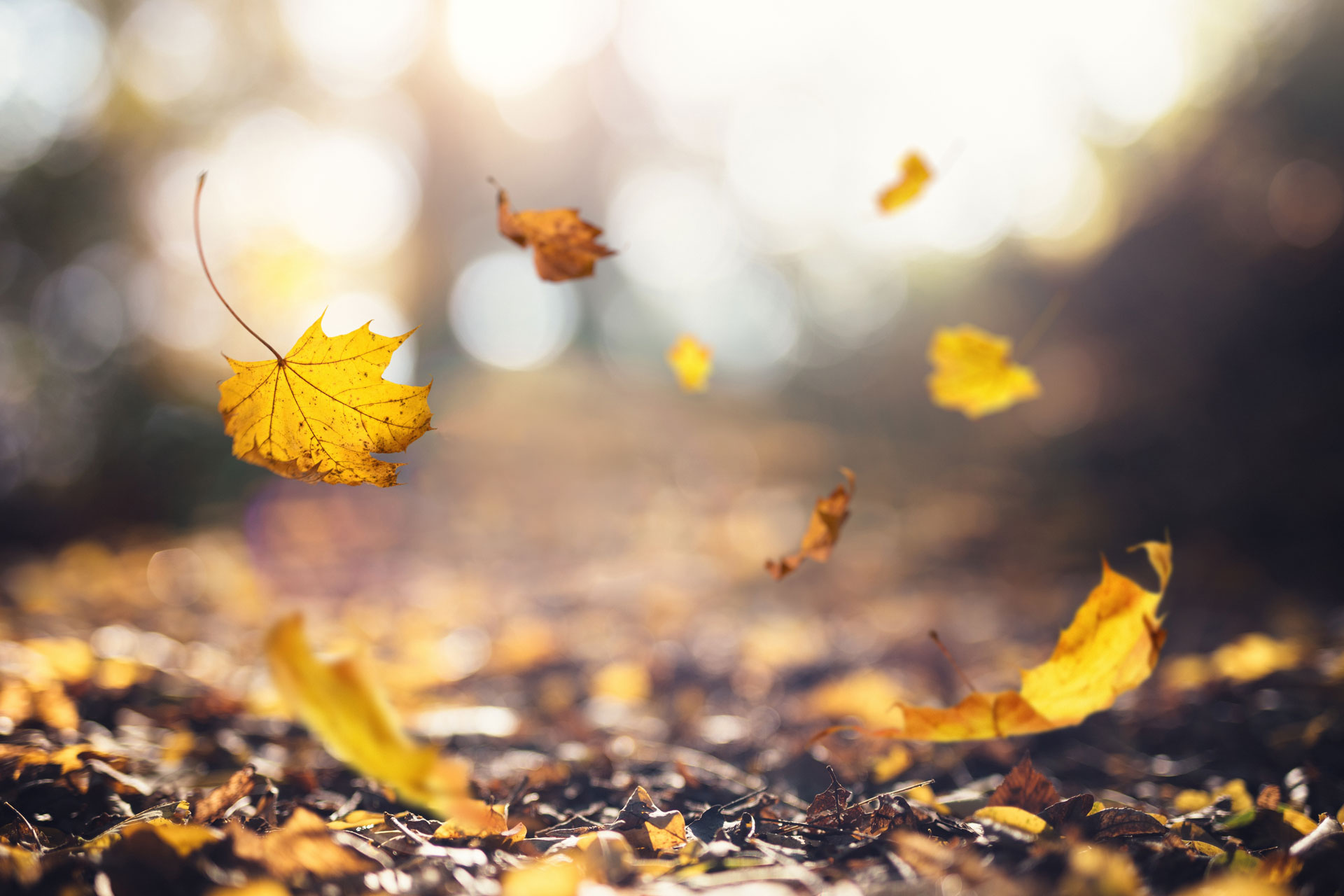 Herbstlaub fällt zu Boden in weichem Licht.
