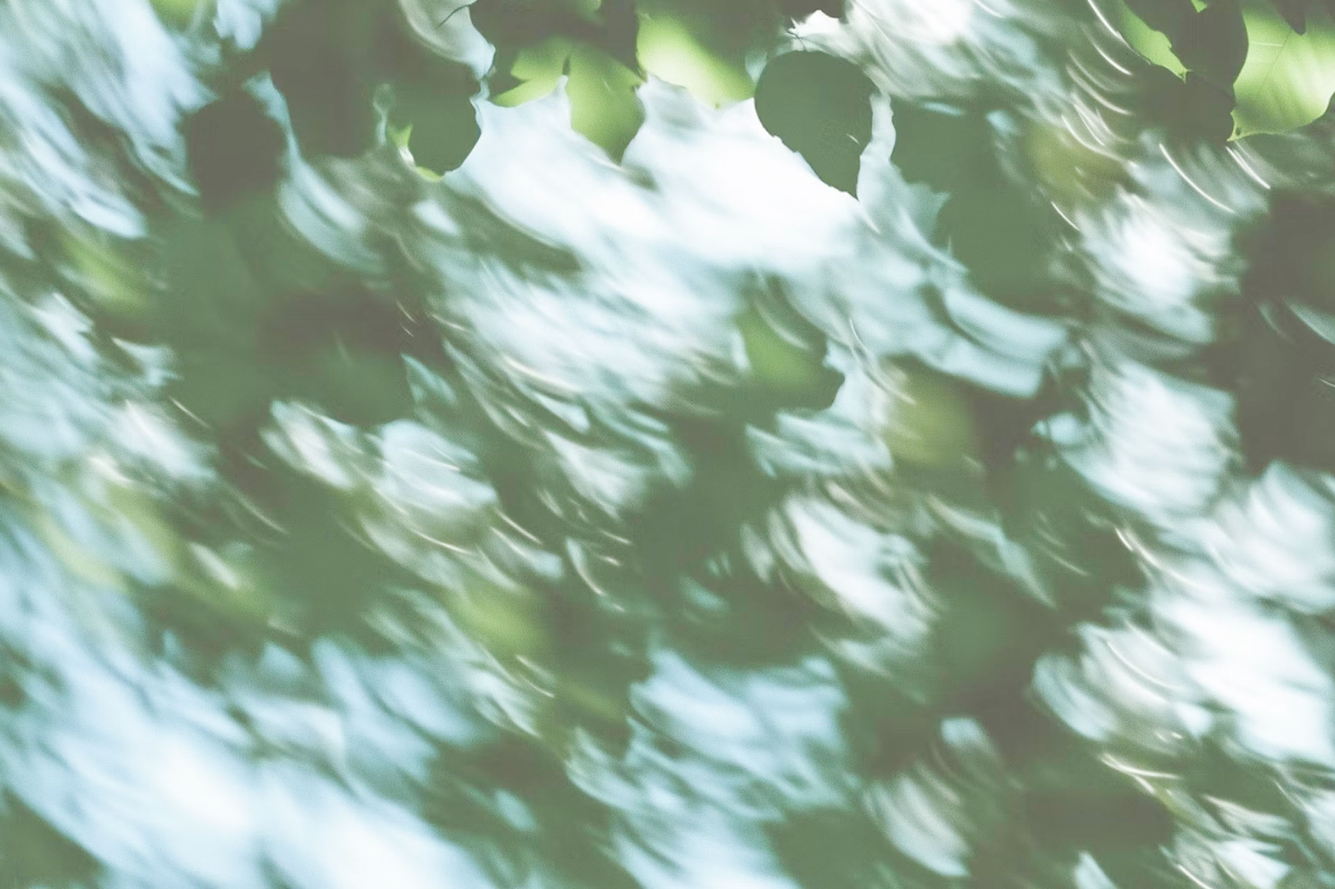 Unscharfe Licht- und Blätterbewegung im grünen Blätterdach.