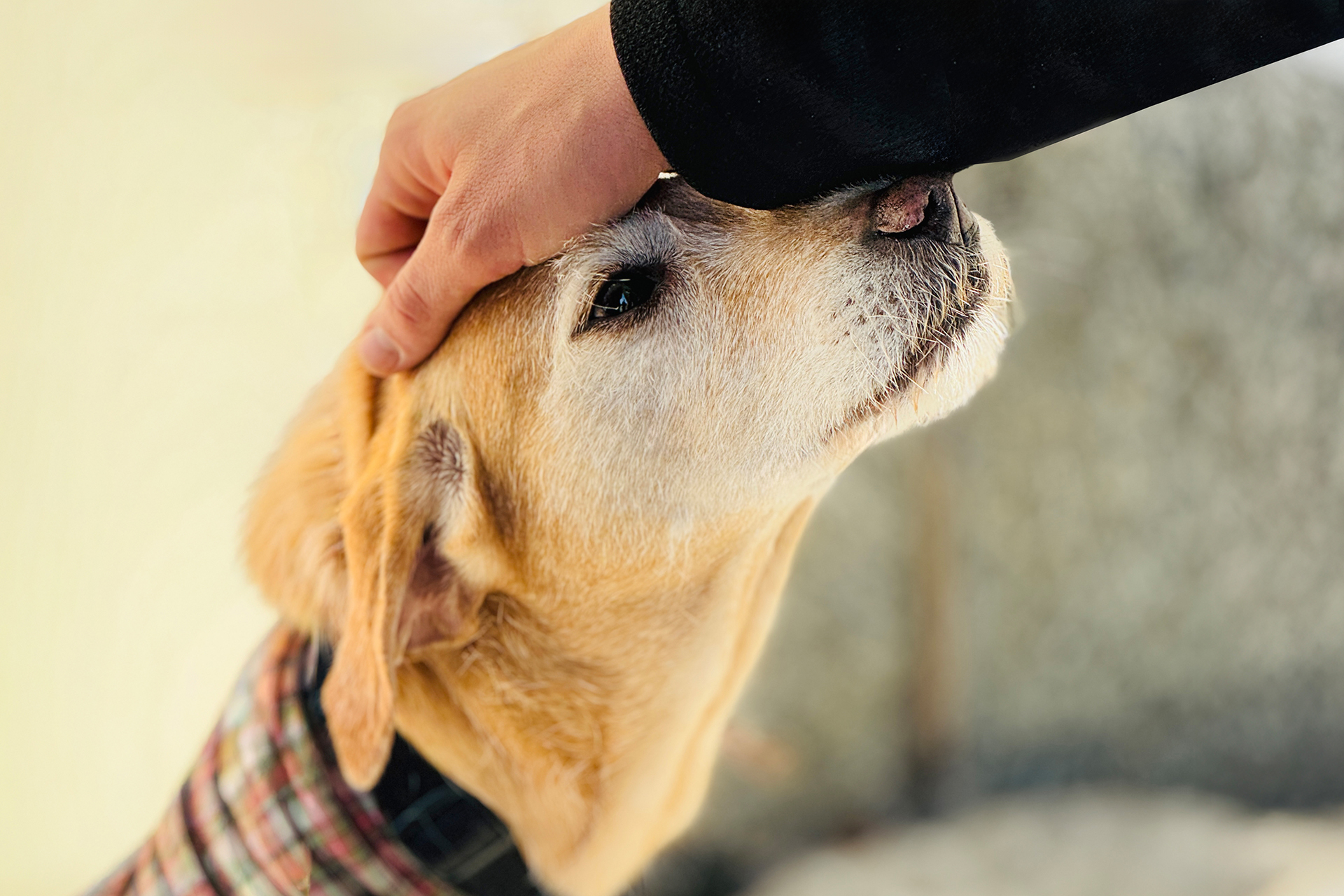 Hand und Hund